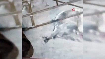 Yılan kurbanlık boğayı telef etti