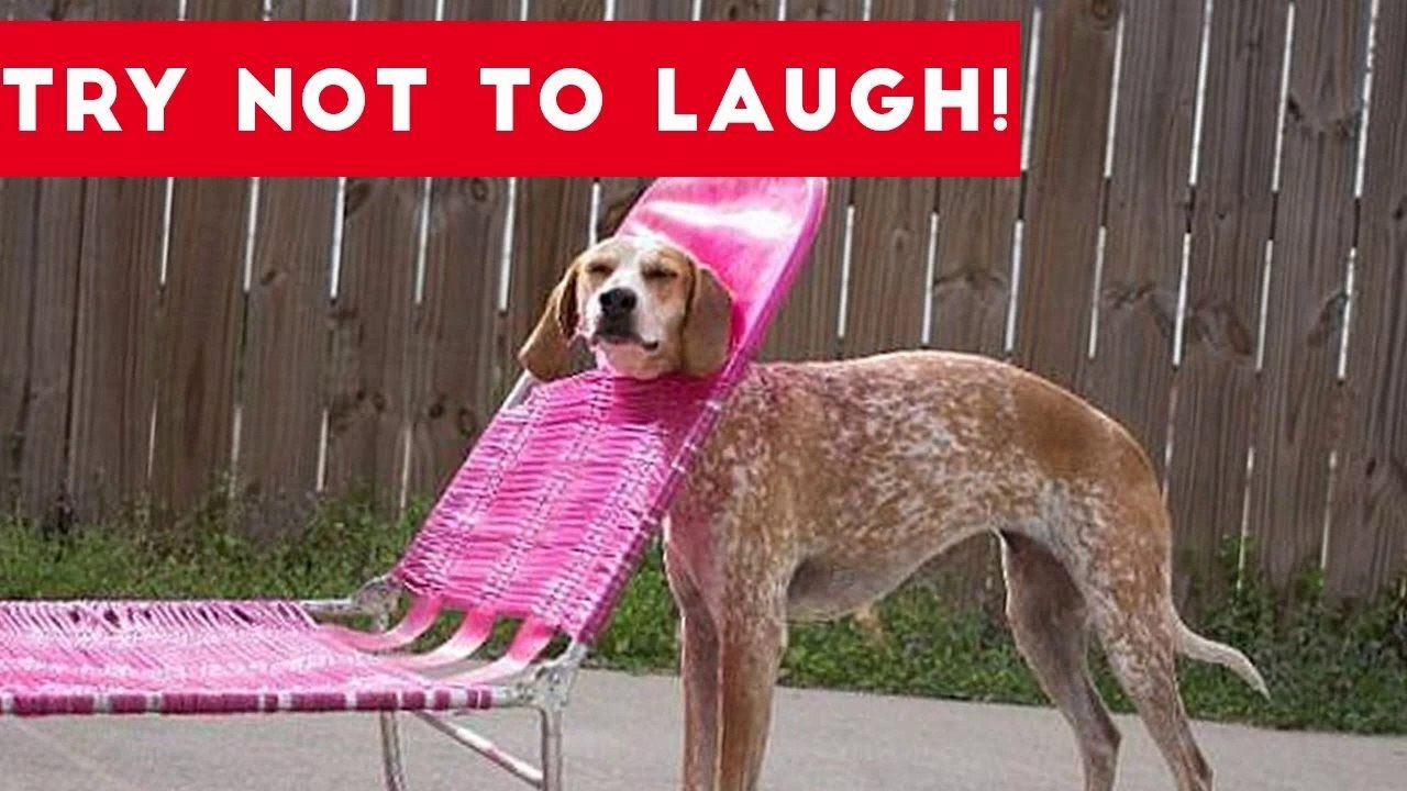 Try Not To Laugh At This Funny Pet Video Compilation _ Funny Pet Videos