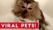 Try Not to Laugh at These Funny Viral Animals of 2017 _ Funny Pet Videos