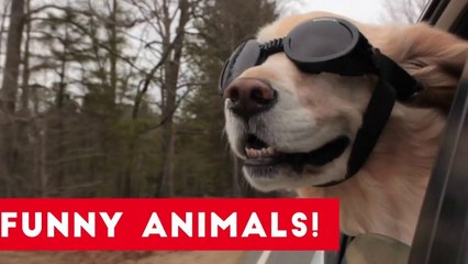Funniest Pet Clips, Bloopers & Moments Caught On Tape 2017 _ Funny Pet Videos