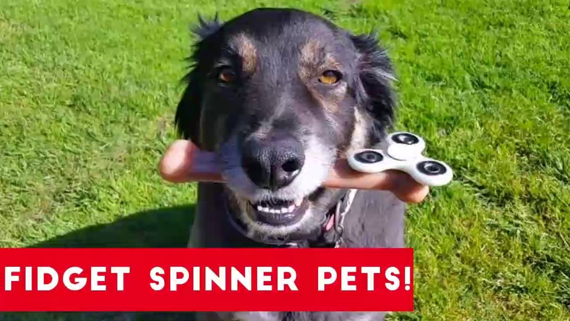 ⁣Funniest Fidget Spinner Pets _ Funny Pet Videos