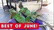 Funniest Pet Reactions & Bloopers of June 2017 _ Funny Pet Videos