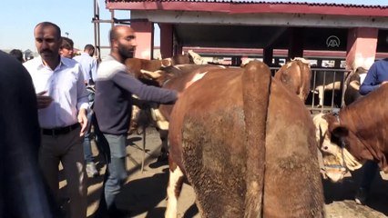 Doğu Anadolu'daki hayvan pazarları en hareketli günlerini yaşıyor - AĞRI