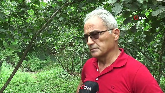 Giresunlu fındık üreticileri açıklanan fındık fiyatını değerlendirdi