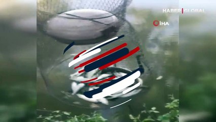 Davetsiz misafir, balıkçının tuttuğu balıklara ortak çıktı