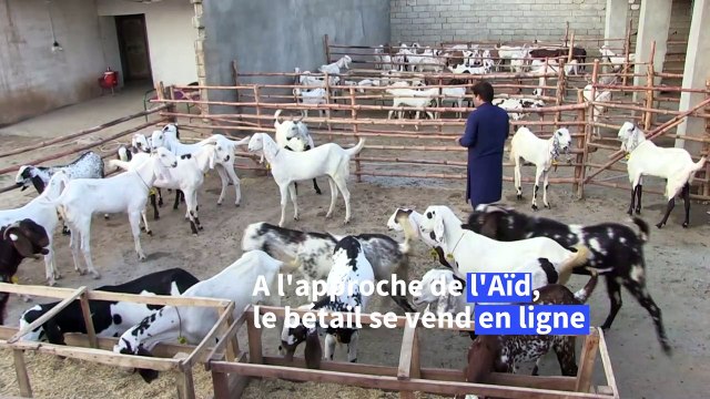 Coronavirus: la vente de bétail pour l'Aïd se fait de plus en plus en ligne dans les pays musulmans