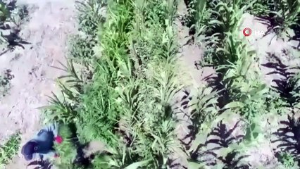 Mısır tarlasına uyuşturucu operasyonu