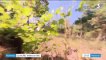 Provence : à la recherche de la truffe d'été