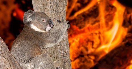 Australie : trois milliards d'animaux tués ou déplacés par les feux de brousse
