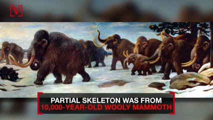 Mammoth Discovery in Russia as 10,000-Year-Old Partial Skeleton Found