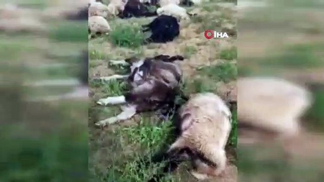 Yüksekova'da yıldırım düşmesi sonucu 17 koyun telef oldu