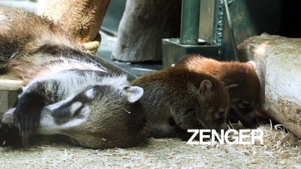 Baby coatis twins born at zoo