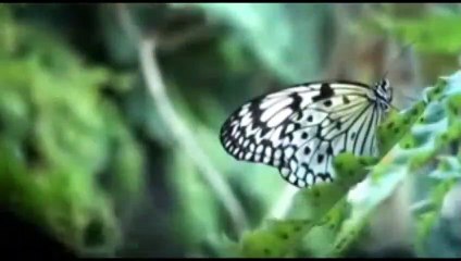 Subah savere aati titli