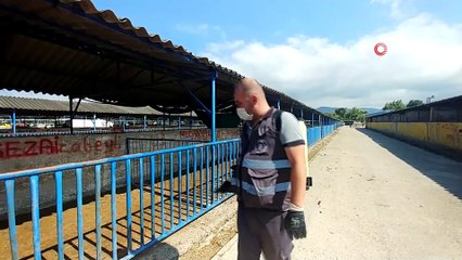 Kurban pazarlarında sinekle mücadele