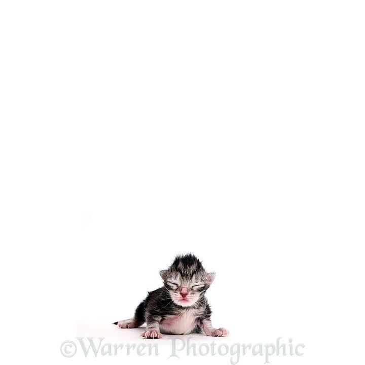 Croissance d'un chat (Timelapse)