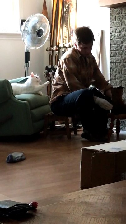 Cute Adopted Cat Asks For Attention
