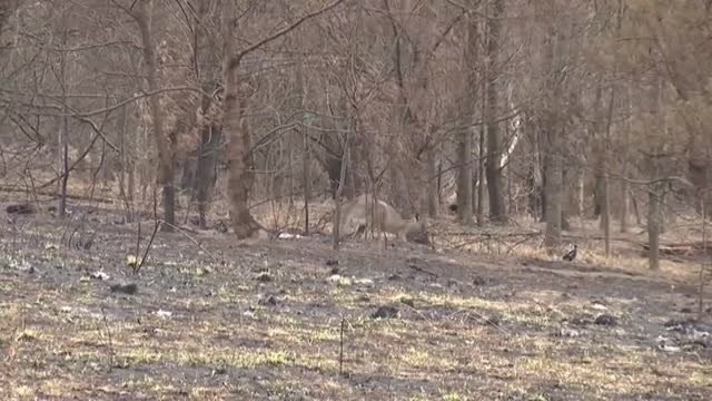 3.000 millones de animales muertos o desplazados en los incendios de Australia