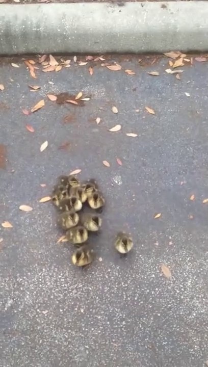 Ces poussins ont trouvé une nouvelle maman...