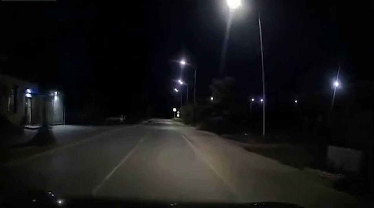 Quand 2 chats aident un chien handicapé à traverser la route !