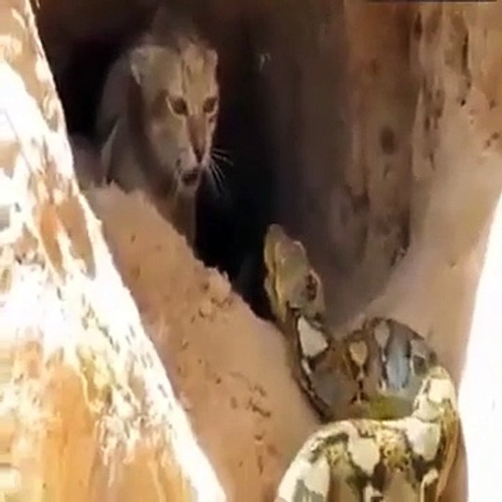Cette maman chat donne tout pour sauver ses bébés d'un serpent !