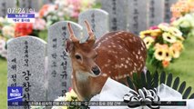 [뉴스터치] 국립 현충원 찾아온 꽃사슴 한 쌍 화제