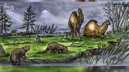 Ancient Beavers Cut Down Trees for Food 4 Million Years Ago