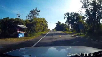 Car Stops to Allow Snake to Slither by Safely