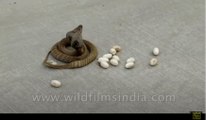 Cobra snake lays eggs in the middle of the road, in India!