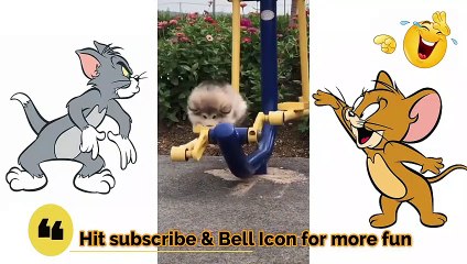 Cat Funny Video ll Chalo4Fun ll Comedy ll Funny ll Video