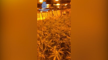 Desmantelan una de las mayores plantaciones de marihuana de Córdoba