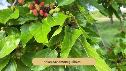 MI PULPITO A LA GALLEGA CREMA INGLESA EN EL JARDIN