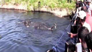 Trying to get out elephant in small dam