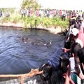 Trying to get out elephant in small dam