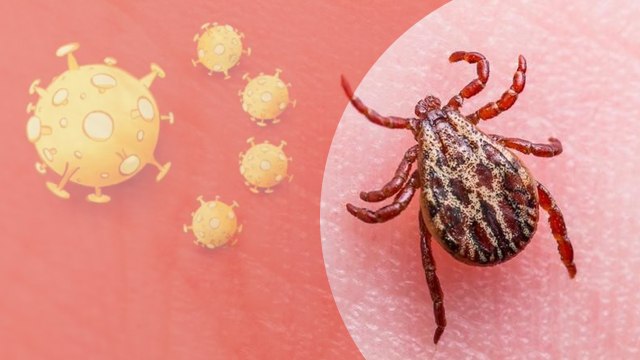 China-வில் பரவும் புதிய வைரஸ்...7 பேர் உயிரிழப்பு