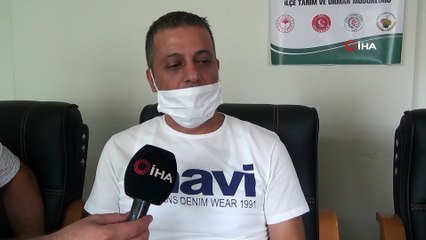 Sırtında İnsan Sureti Bulunan Kelebek Görenleri Şaşırtıyor