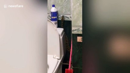 Chinese resident panics as python sneaks into bathroom on 8th floor of building