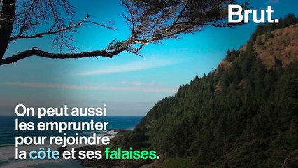 Aux États-Unis, sur la côte de l'Oregon, le superbe paysage de Cape Perpetua