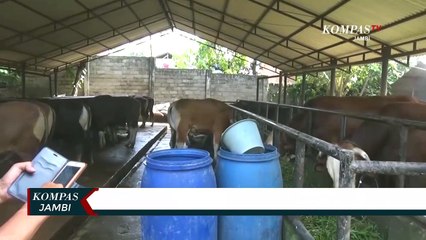 Sapi Simental Di Kurbankan Presiden Jokowi