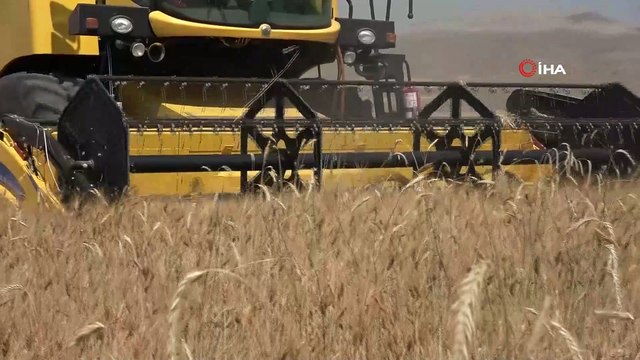 Kışın yağan kar, buğday üreticisinin yüzünü güldürdü