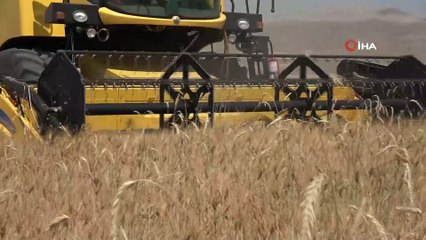 Kışın yağan kar, buğday üreticisinin yüzünü güldürdü