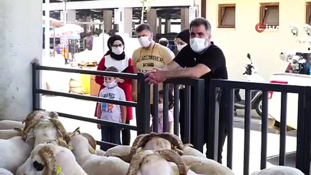 4 boynuzlu koç görenleri şaşkına çeviriyor