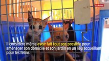 Besançon : 60 chats découverts morts dans un congélateur