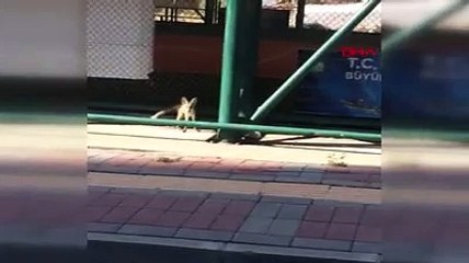 Diyarbakır'da yavru tilkiler, şehre indi