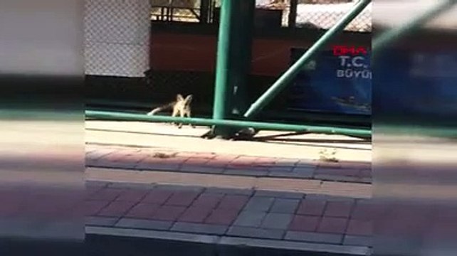 Diyarbakır'da yavru tilkiler, şehre indi