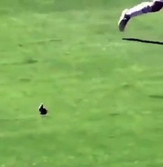 Pallonata improvvisa, Darmian uccide un piccione