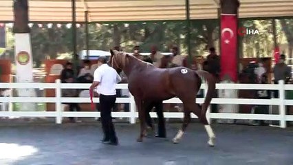 Yarış tayları ev fiyatına alıcı buldu