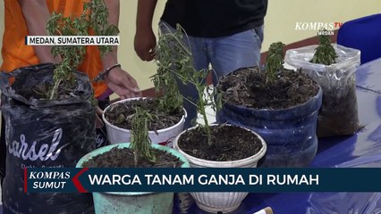 Warga Medan Tanam Ganja di Rumah