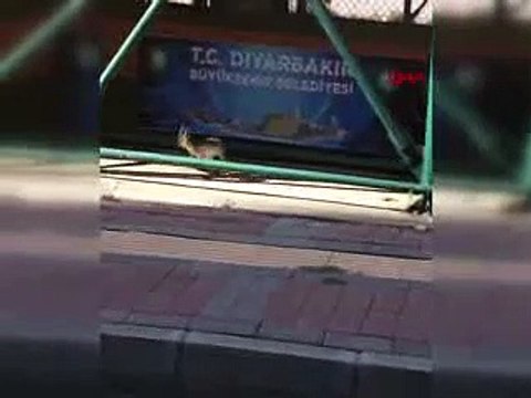 Diyarbakır'da yavru tilkiler, şehre indi