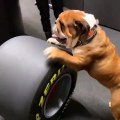Il bull dog di Lewis Hamilton dÃ  spettacolo ai box durante i test di Barcellona