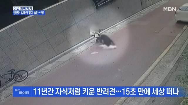 MBN 뉴스파이터-입마개 안 한 맹견, 소형견 공격…왜?
